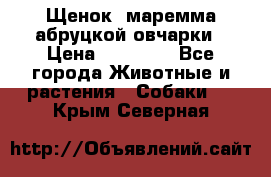 Щенок  маремма абруцкой овчарки › Цена ­ 50 000 - Все города Животные и растения » Собаки   . Крым,Северная